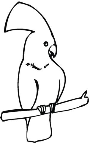 Cockatoo Is Sitting Coloring Page